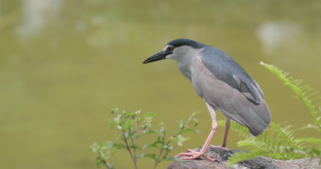  Night Heron on lake