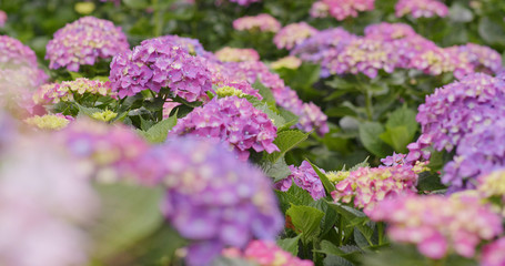 Fototapeta premium Hydrangea flower farm