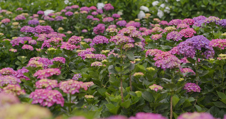 Hydrangea flower farm
