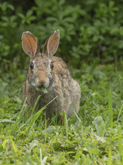 Naklejka na ściany i meble Eastern Cottontail discovered while eating grass