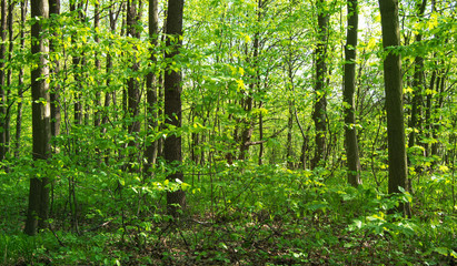 Forest trees. nature green wood sunlight backgrounds