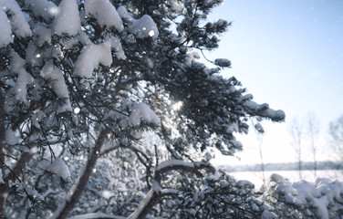 magic pine forest in winter season in snow