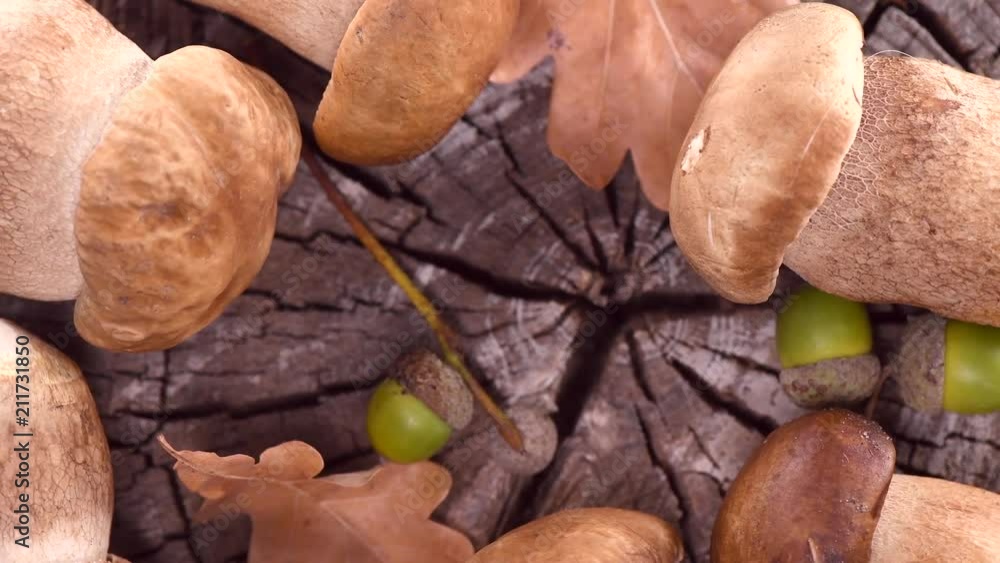 Poster ceps mushroom. boletus closeup on wooden rustic table. rotation 360 degrees. 4k uhd video 3840x2160