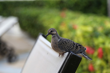 A bird sits on the back of a chair
