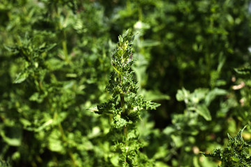 Obraz premium Mint growing in private garden, bright juicy and refreshing