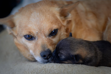 Newborn puppy with mother. The concept of maternal instinct.