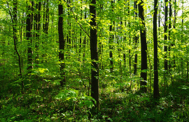 Obraz premium Forest trees. nature green wood sunlight backgrounds