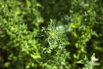 Mint growing in private garden, bright juicy and refreshing