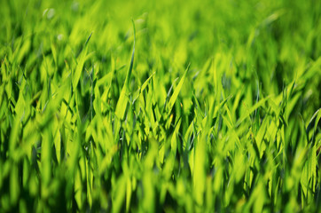 green grass background with selective focus