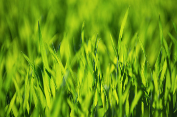 green grass background with selective focus