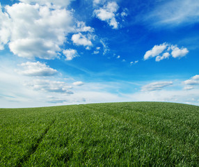 Obraz premium green field and blue sky