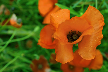 Naklejka premium field of red poppies