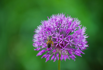 A bee collecting honey from a pink, globe thistle bloom in the sunshine.