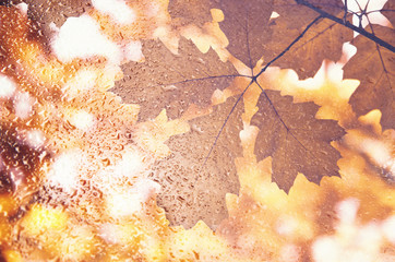 autumn leaves for the rainy glass. the concept of the fall season.