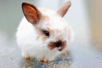 White rabbit on the glass, close-up
