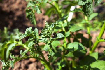 Colorado beetle on a sheet of potato bush in the garden. A dangerous pest for agriculture