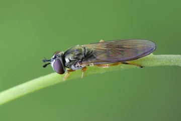 Hoverfly, also called flower fly and syrphid fly