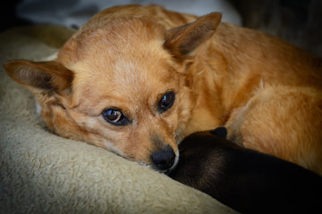 Newborn puppy with mother. The concept of maternal instinct.