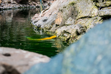 Beautiful goldfish, carp. He lives in the pond in the open air park in Russia. The pond is decorated with buildings from various stones