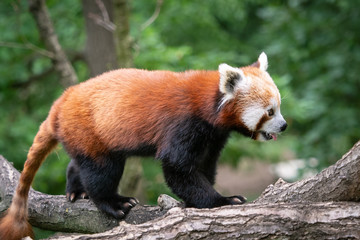 Red panda (Ailurus fulgens) on the tree. Cute panda bear in forest habitat.