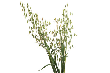 oats isolated on white background
