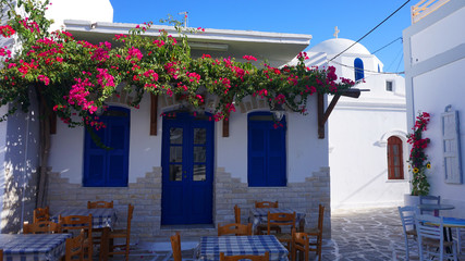 Fototapeta na wymiar Photo of beautiful bougainvillea flower with awsome colors in picturesque Greek island