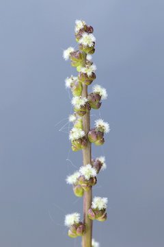 Sea arrow-grass, Triglochin maritima, edible wild plant