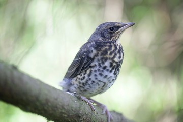 Fieldfare thrush chick