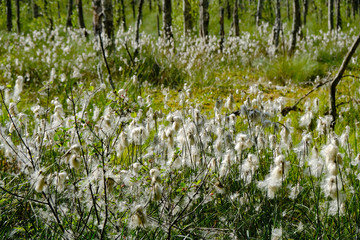 Kwitnąca wełnianka (Eriophorum) na mokradłach © Iwona