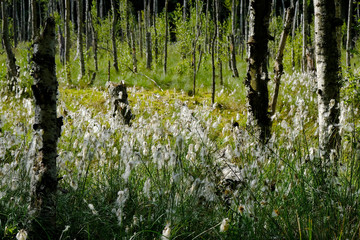 Kwitnąca wełnianka (Eriophorum) na mokradłach © Iwona