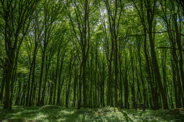 Obraz premium Green forest