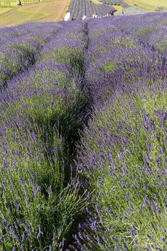 Garden with the flourishing lavender