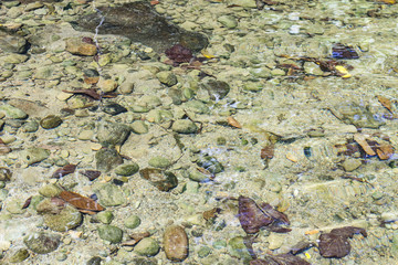 clear water in the river in the jungle