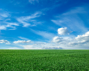 field of green grass and sky