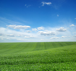 field of green grass and sky