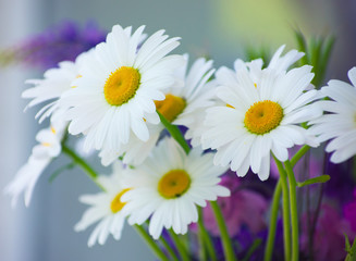 summer flowers camomile blossoms on meadow