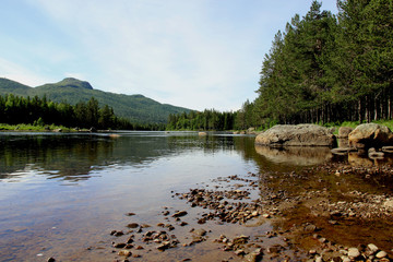 Fototapeta premium Riverbank Pine Forest And Mountain Landscape In Norway