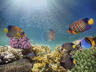 Naklejka na ściany i meble Beautiful colorful coral reef and tropical fish underwater