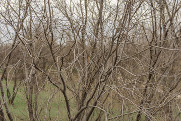 Tree branches from the city park on fress morning day