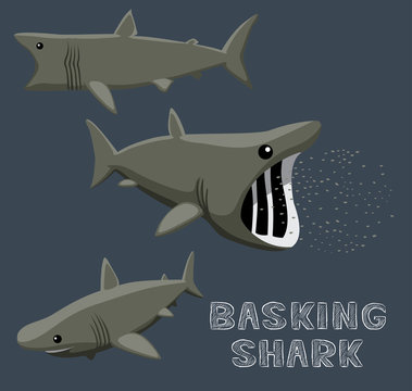 Basking Shark Cartoon Vector Illustration