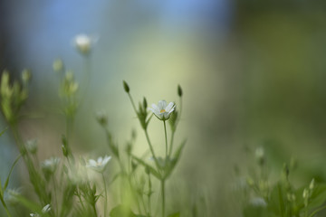 Stellaria Holostea (greater stitchwort)