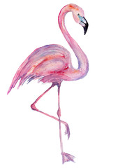 Watercolor flamingo. Painted image.
