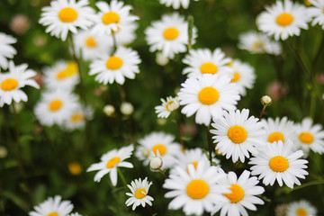 green field with daisies