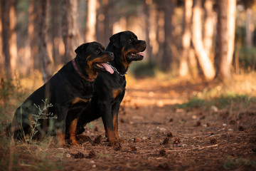 two Rottweiler dogs sitting together in a beautiful forest - obrazy, fototapety, plakaty