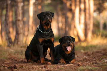 two Rottweiler dogs sitting together in a beautiful forest