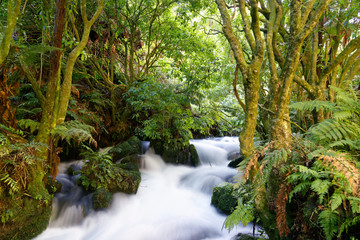 Long exposure of a river surrounded in lush flora
