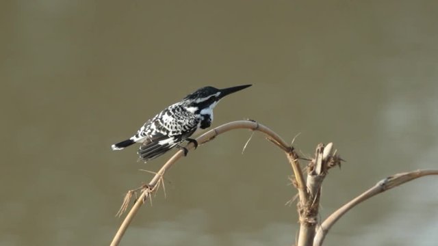 Pied Kingfisher, Ceryle Rudis
