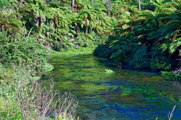 River surrounded in lush green scenery in New Zealand