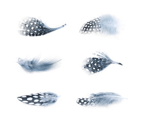 Decorational feather isolated