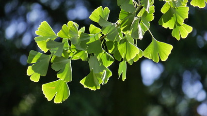 Ginko Ast Blätter